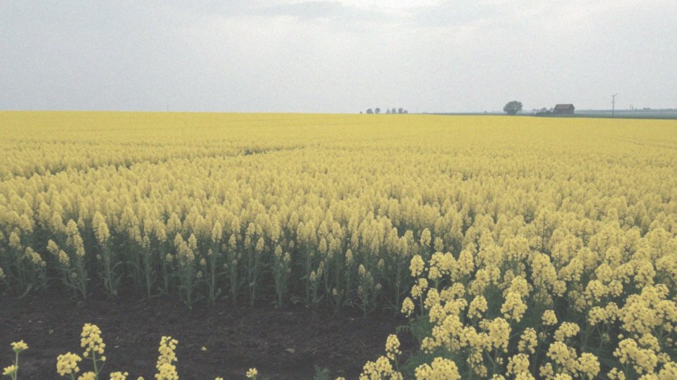 Jakie odmiany rzepaku są dostępne i jakie mają preferencje?