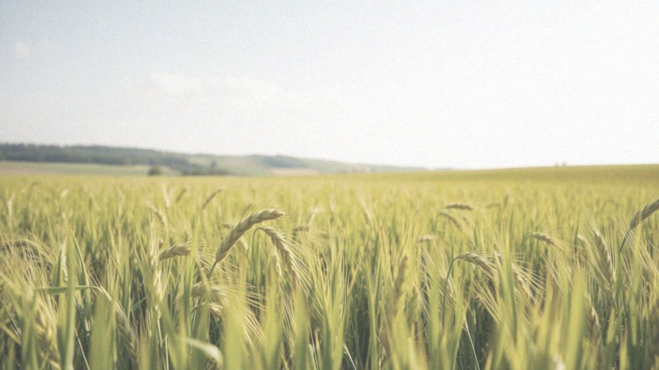 Jakie zboża zaczynają pylić w maju?